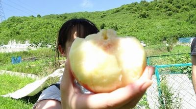山梨御坂桃狩り食べ放題ファミリー農場さの評判口コミ
