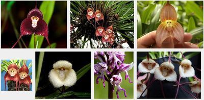 サルの顔に似た植物 花 モンキーオーキッド 中居正広ミになる図書館 知らなきゃ良かった 家庭菜園 ガーデニング ばぁちゃんブログ