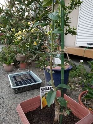レモン家庭菜園.jpg