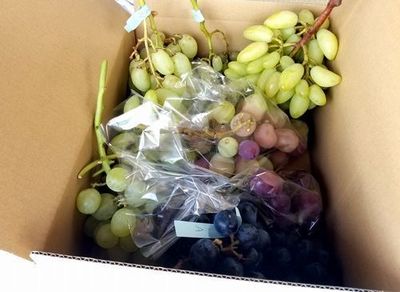 勝沼で一番美味しいぶどう贈って喜ばれる無農薬減農薬口コミで人気の観光園大々園.jpg